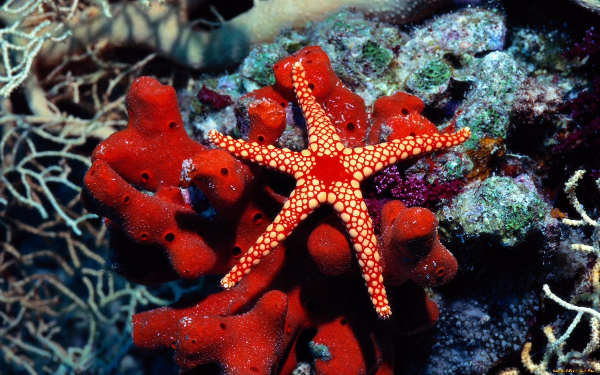 Морская звезда Lunckia Columbiae